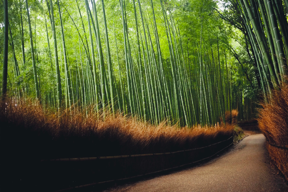 About Bamboo – Green Earth Bamboo Farms